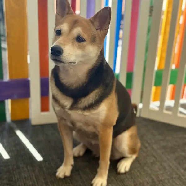 Boarding guest at K9 Rox Club Las Vegas